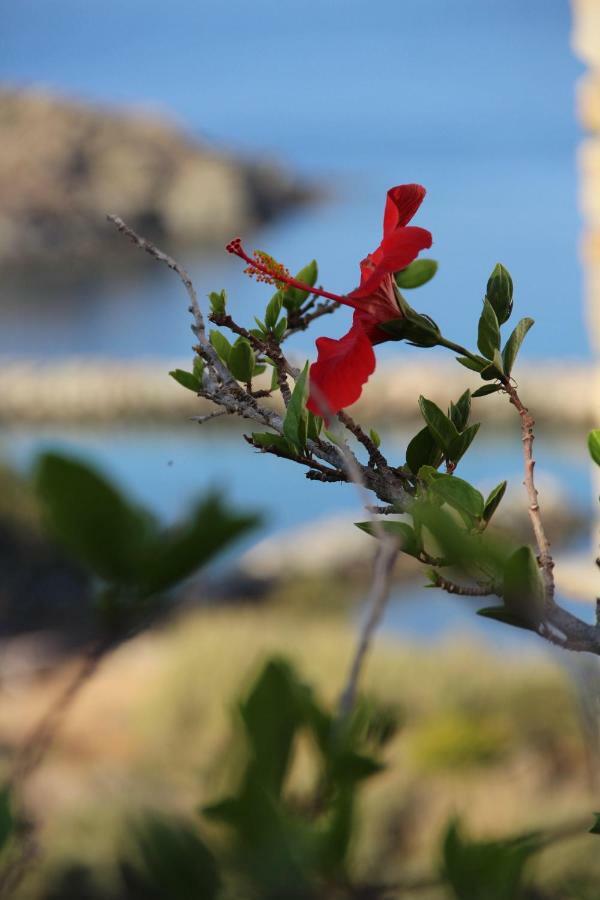 Cozy Guesthouse - Agios Romanos ภายนอก รูปภาพ